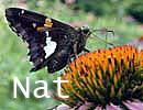 Natural Sources